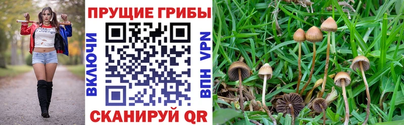 Псилоцибиновые грибы Cubensis  купить наркотики сайты  Усть-Илимск 